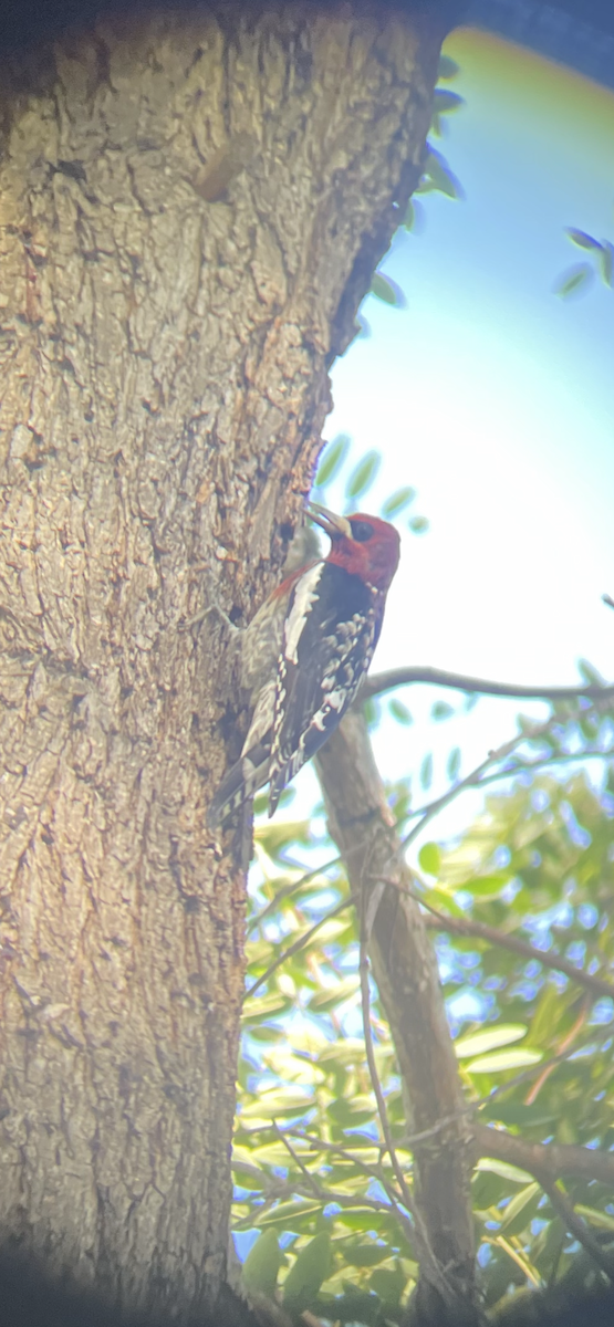 Red-breasted Sapsucker - ML611277329