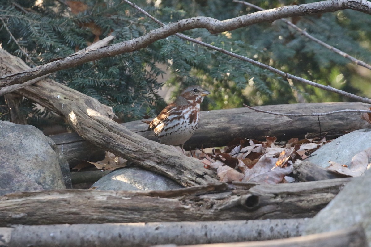 Fox Sparrow - ML611277333