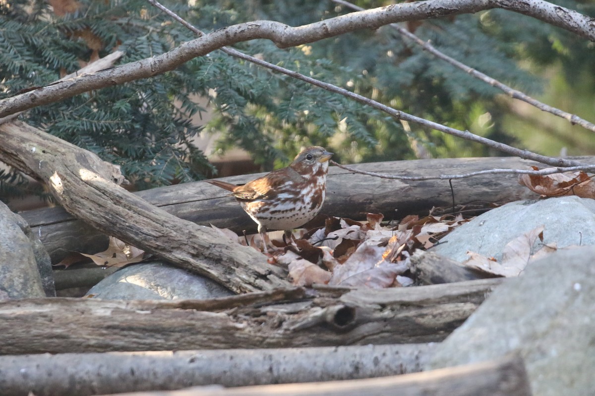 Fox Sparrow - ML611277343