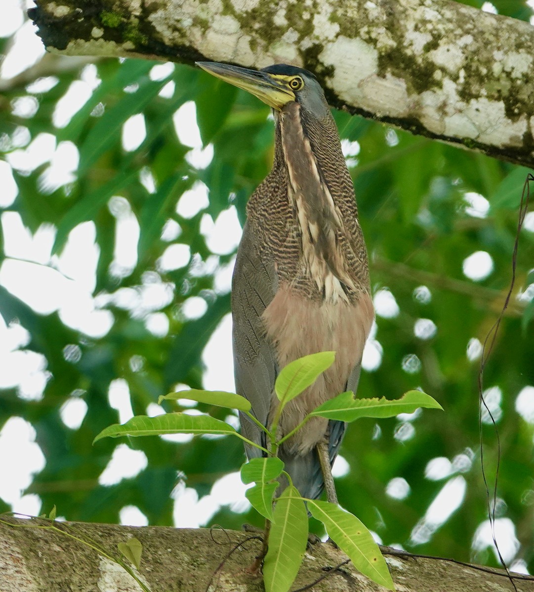 Bare-throated Tiger-Heron - ML611277372