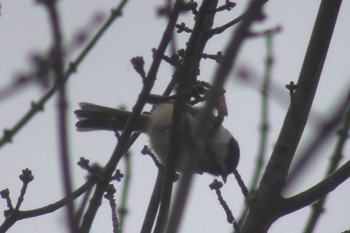 Black-capped Chickadee - ML611277426