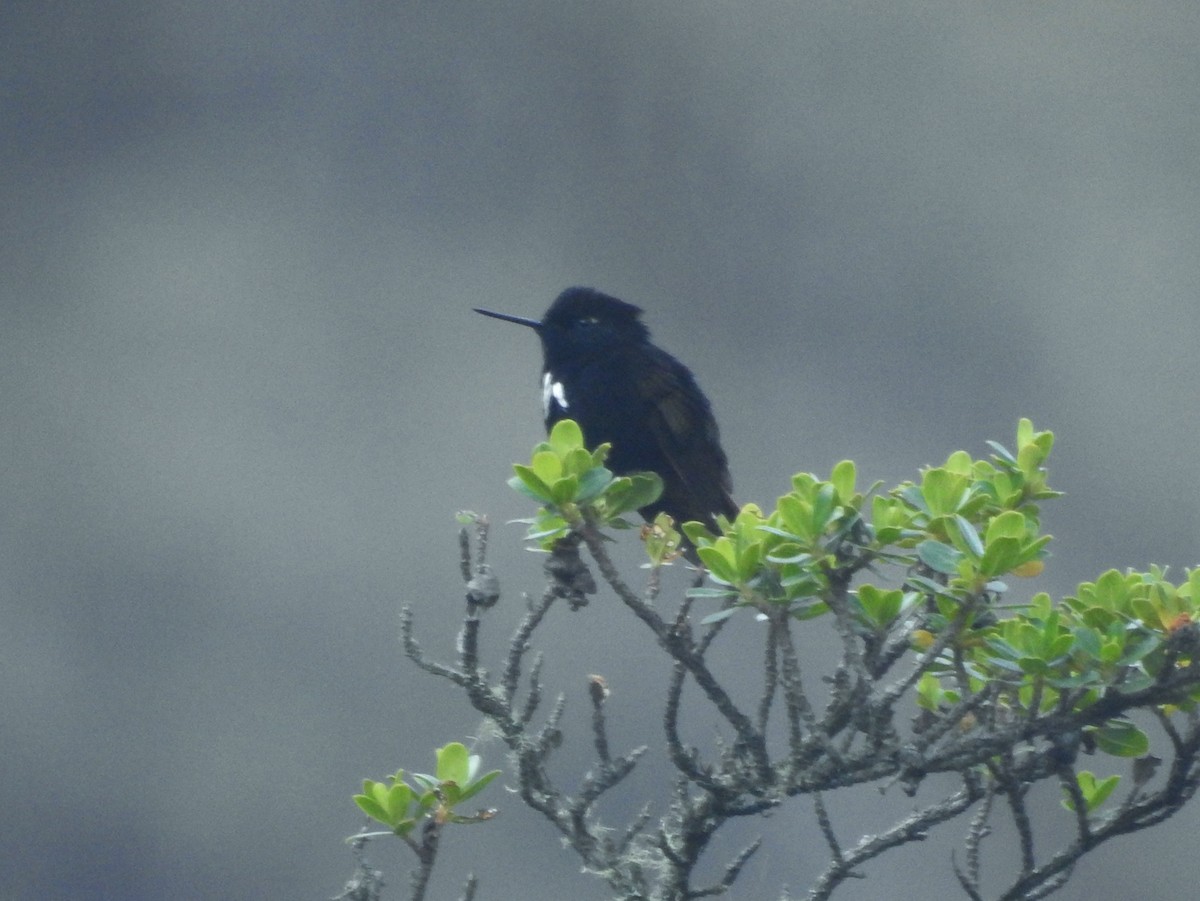 kolibřík černokápý - ML611277458