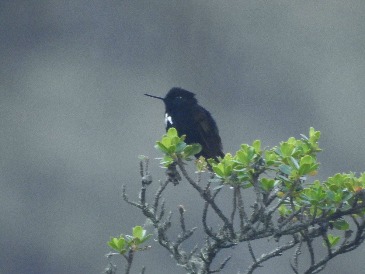 Black-hooded Sunbeam - Kent Miller