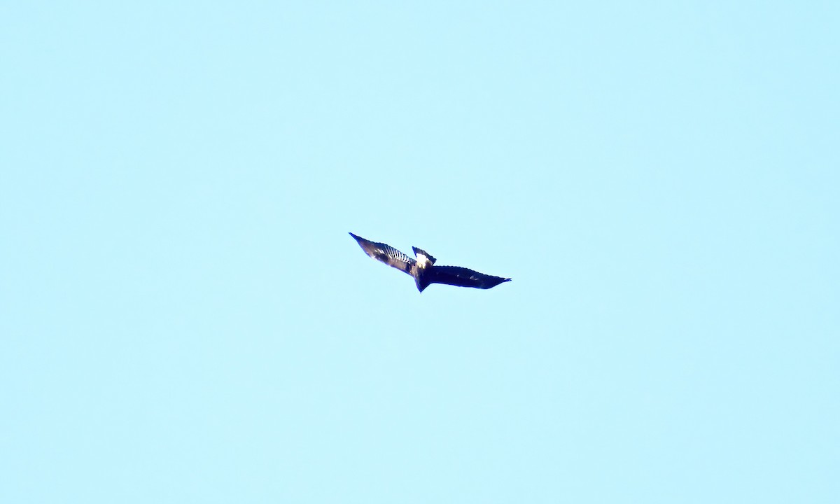 Steinadler - ML611277473