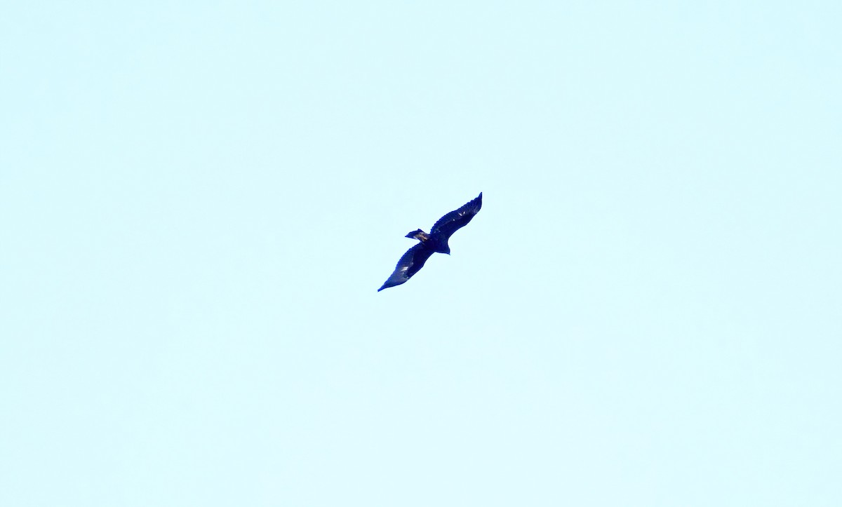 Steinadler - ML611277489