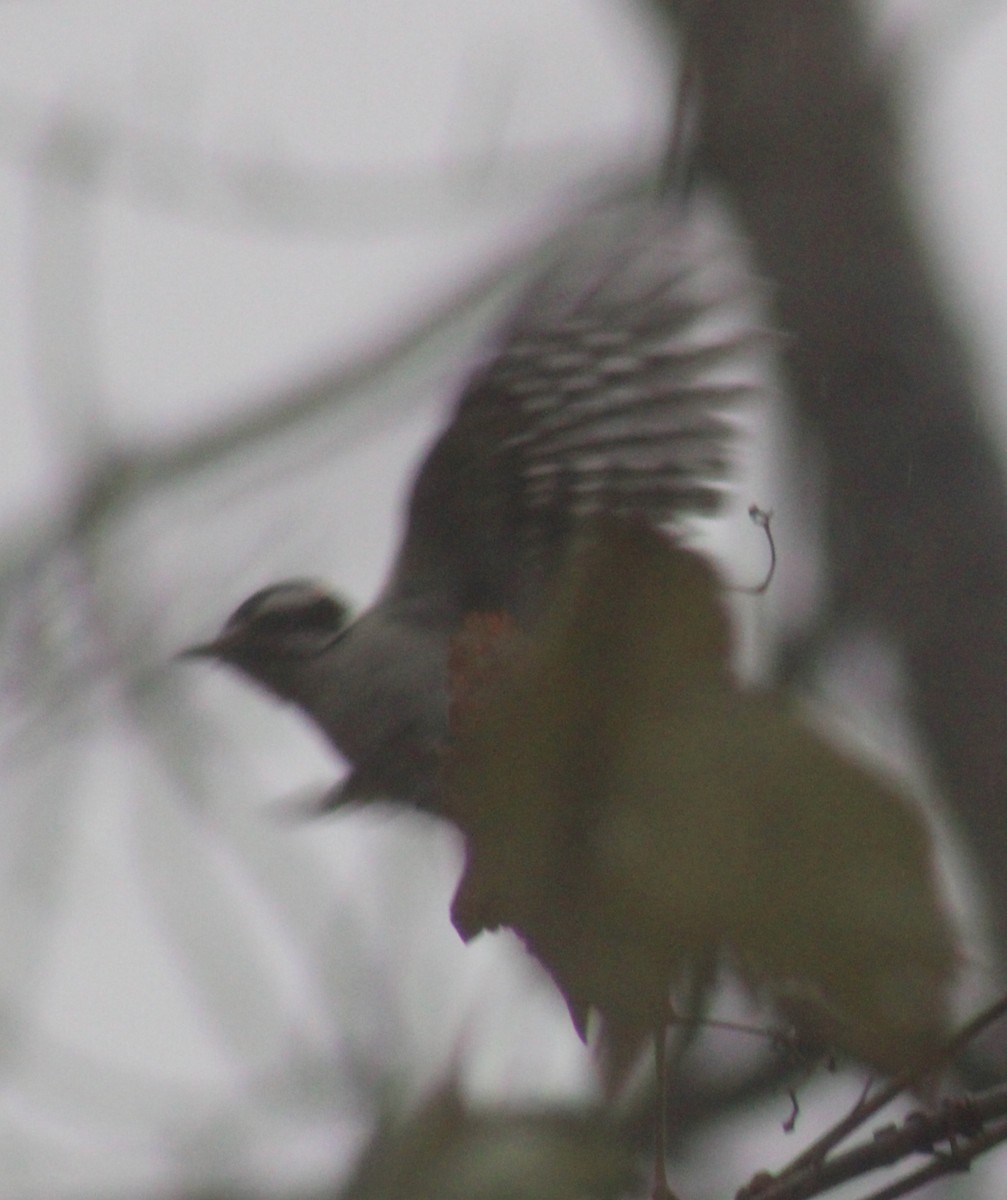 Downy Woodpecker (Eastern) - ML611277529