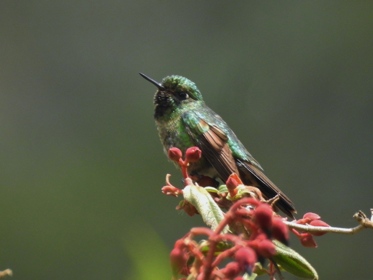 kolibřík dřišťálový - ML611277533