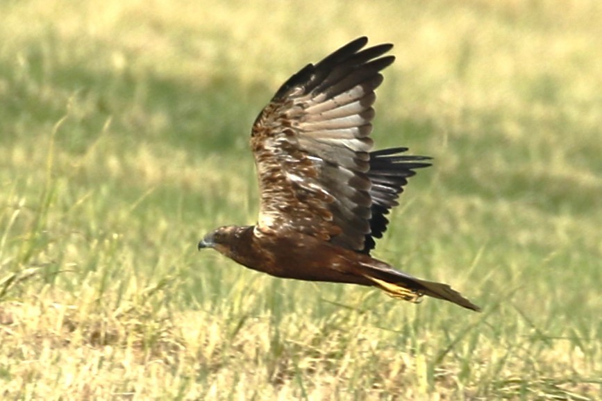Western Marsh Harrier - Clyde Blum
