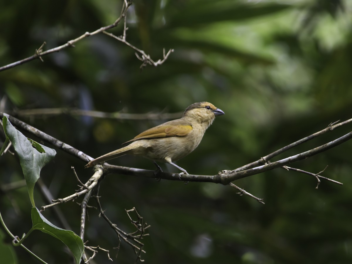 Brown Tanager - ML611277586