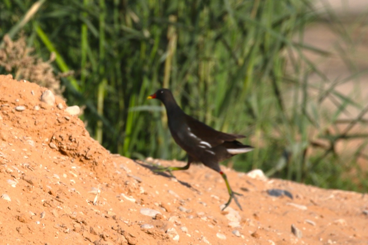 Eurasian Moorhen - ML611277617