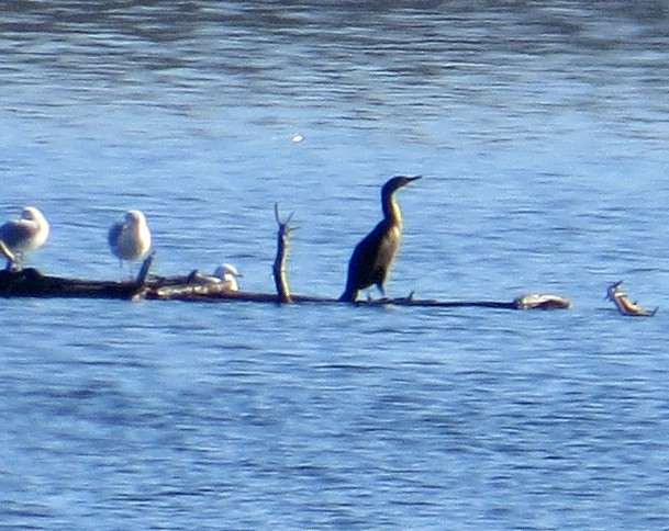 Double-crested Cormorant - ML611277658