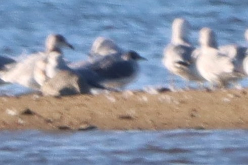 Franklin's Gull - ML611277668