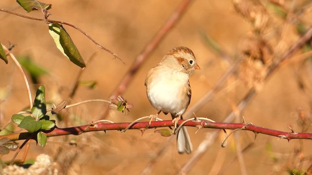 Field Sparrow - ML611277679