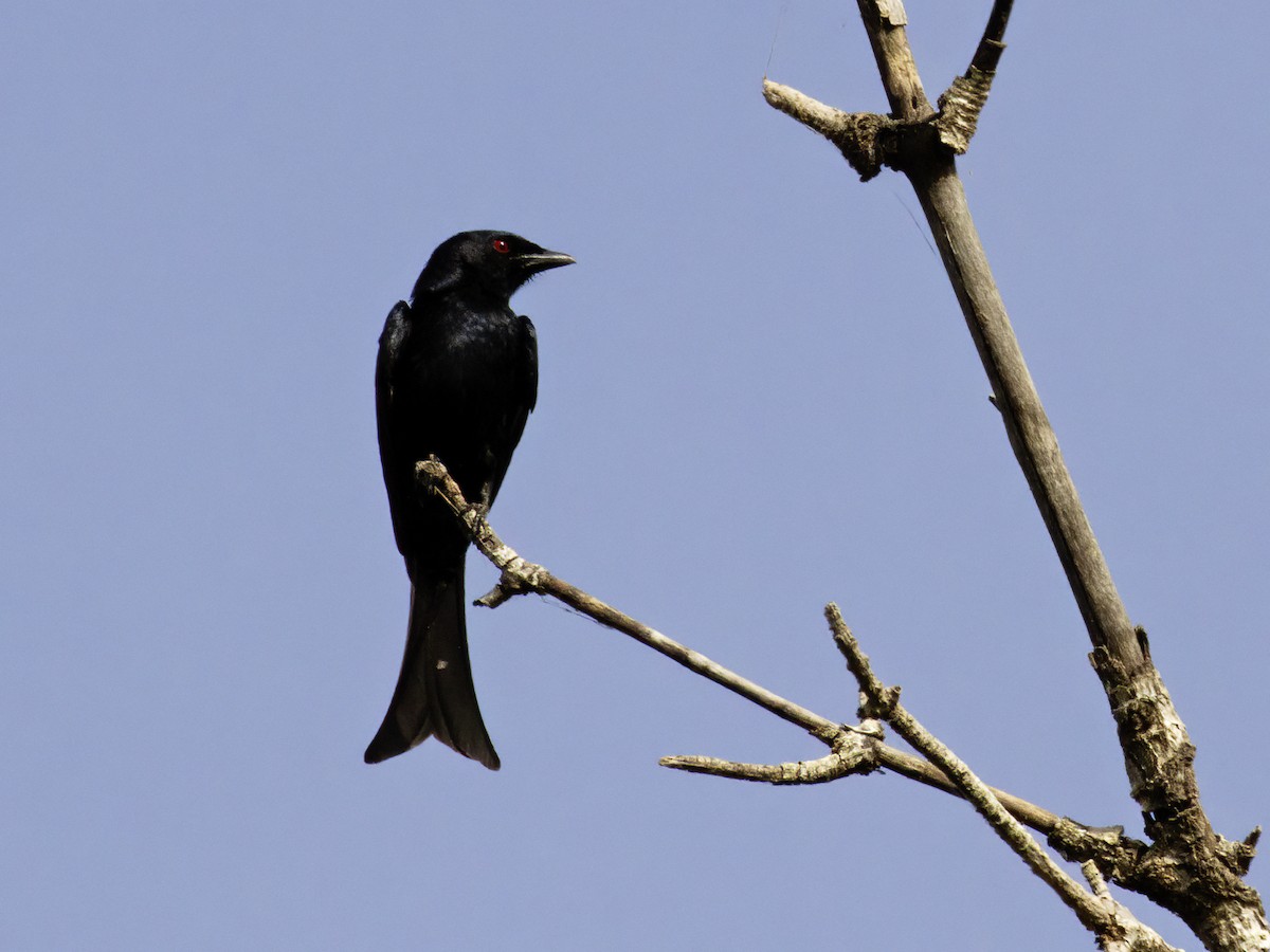 Drongo brillant (divaricatus/lugubris) - ML611277711