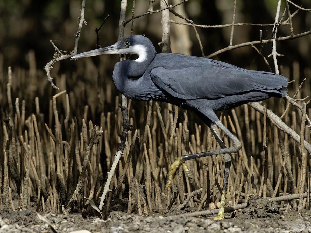 Western Reef-Heron (Western) - ML611277968