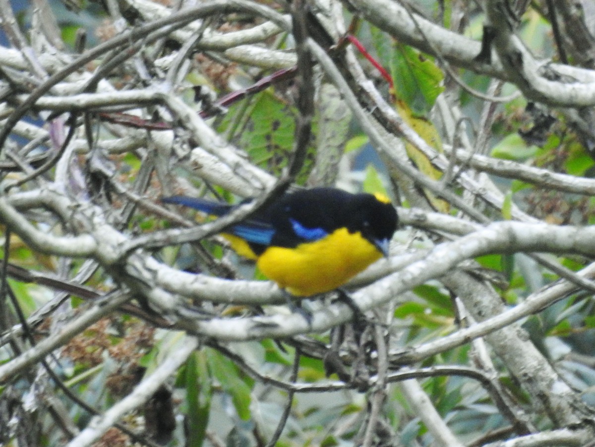 Blue-winged Mountain Tanager (Bolivian) - ML611277971