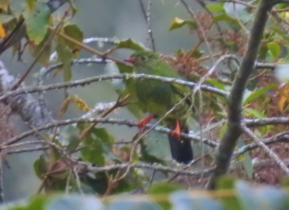 Band-tailed Fruiteater - Kent Miller