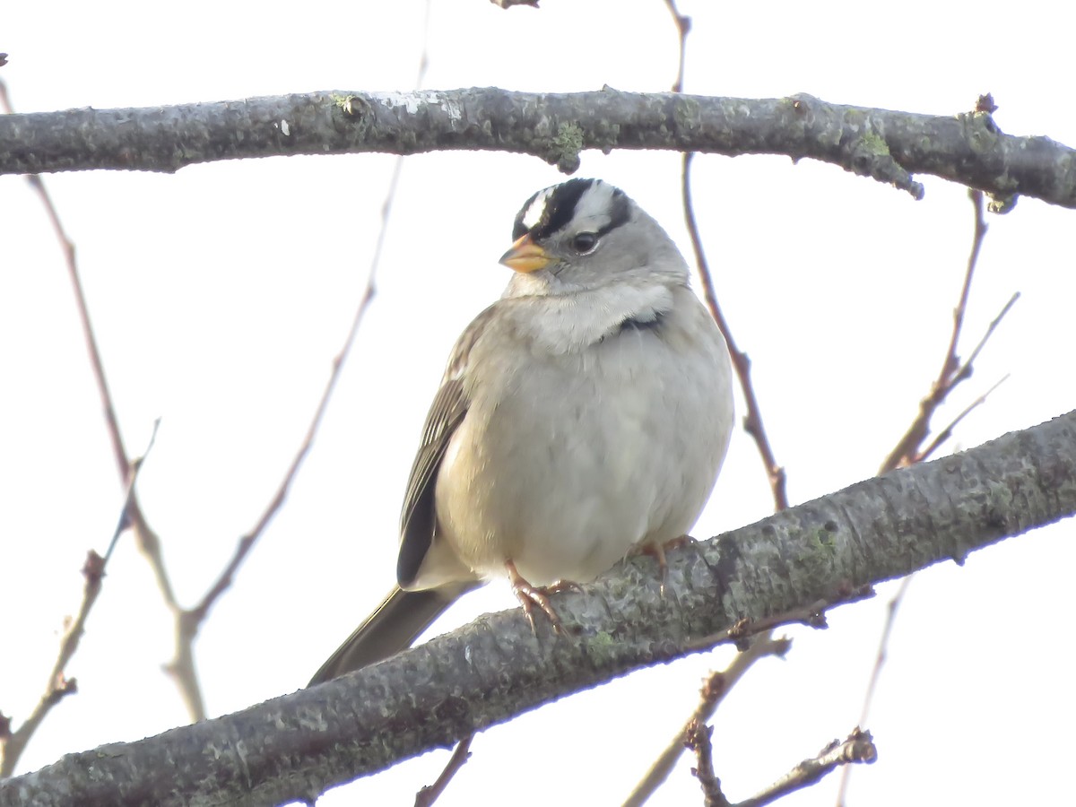 White-crowned Sparrow - ML611278122