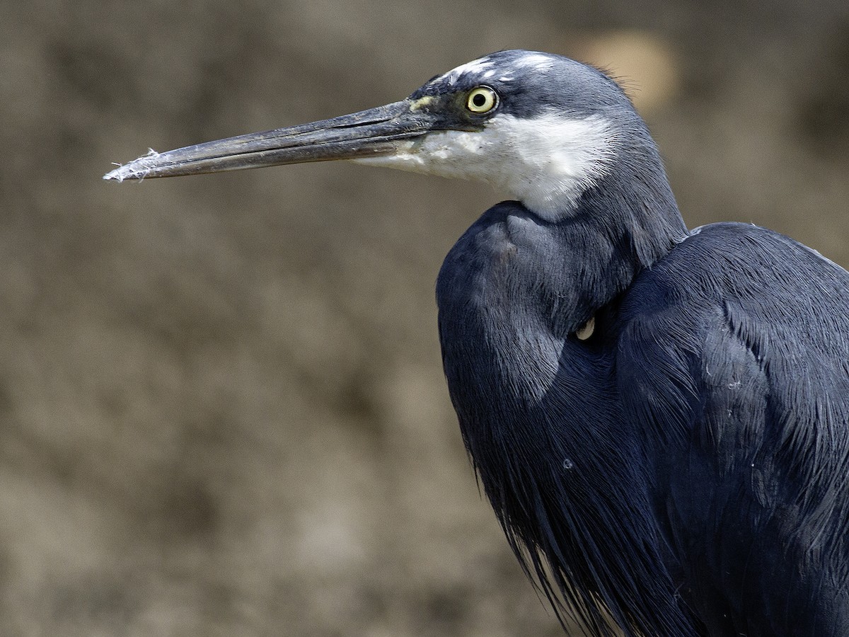 Western Reef-Heron (Western) - Frode Falkenberg