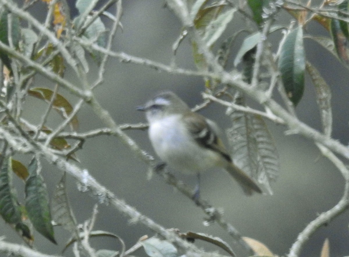 White-banded Tyrannulet - ML611278202