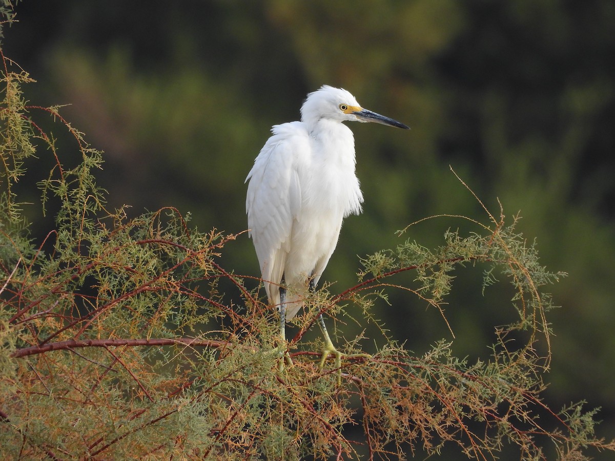 Snowy Egret - ML611278209