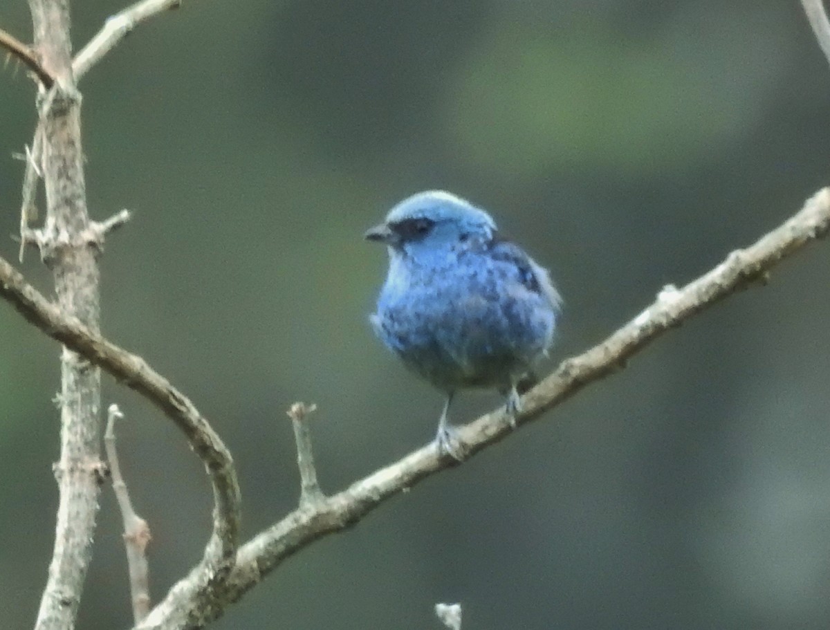 Blue-and-black Tanager - ML611278216