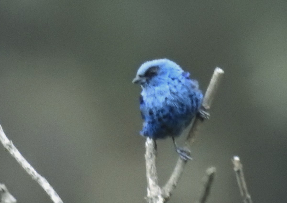 Blue-and-black Tanager - ML611278217