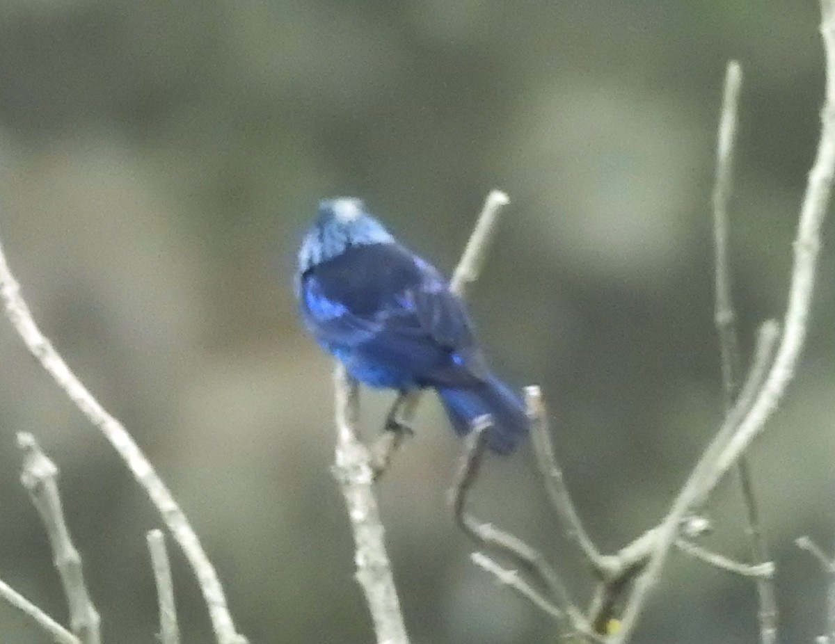 Blue-and-black Tanager - ML611278218