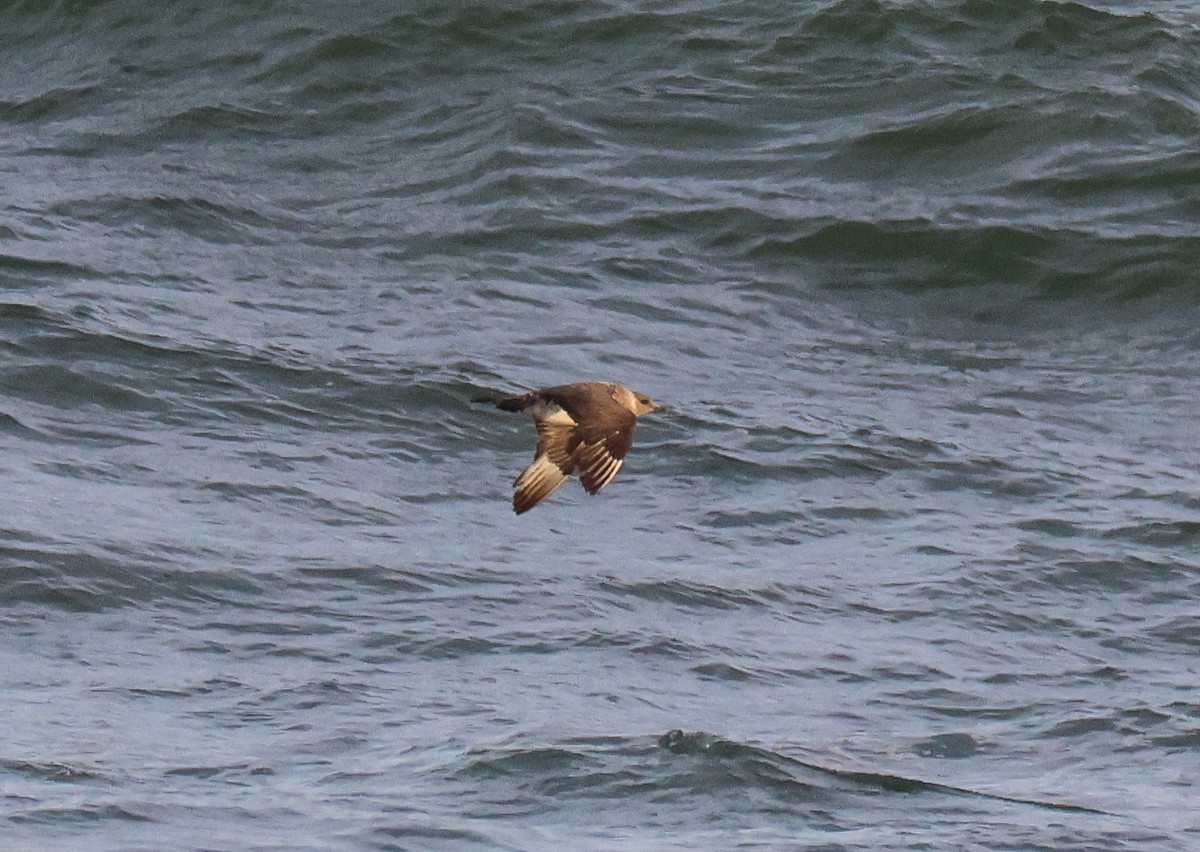 Parasitic Jaeger - Tom Younkin