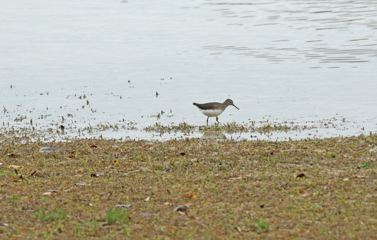 白腰草鷸 - ML611278294