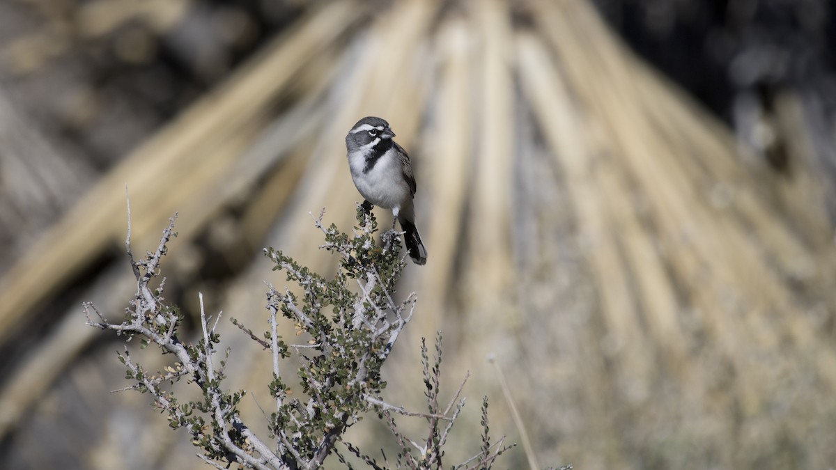 Black-throated Sparrow - Greg Pasek
