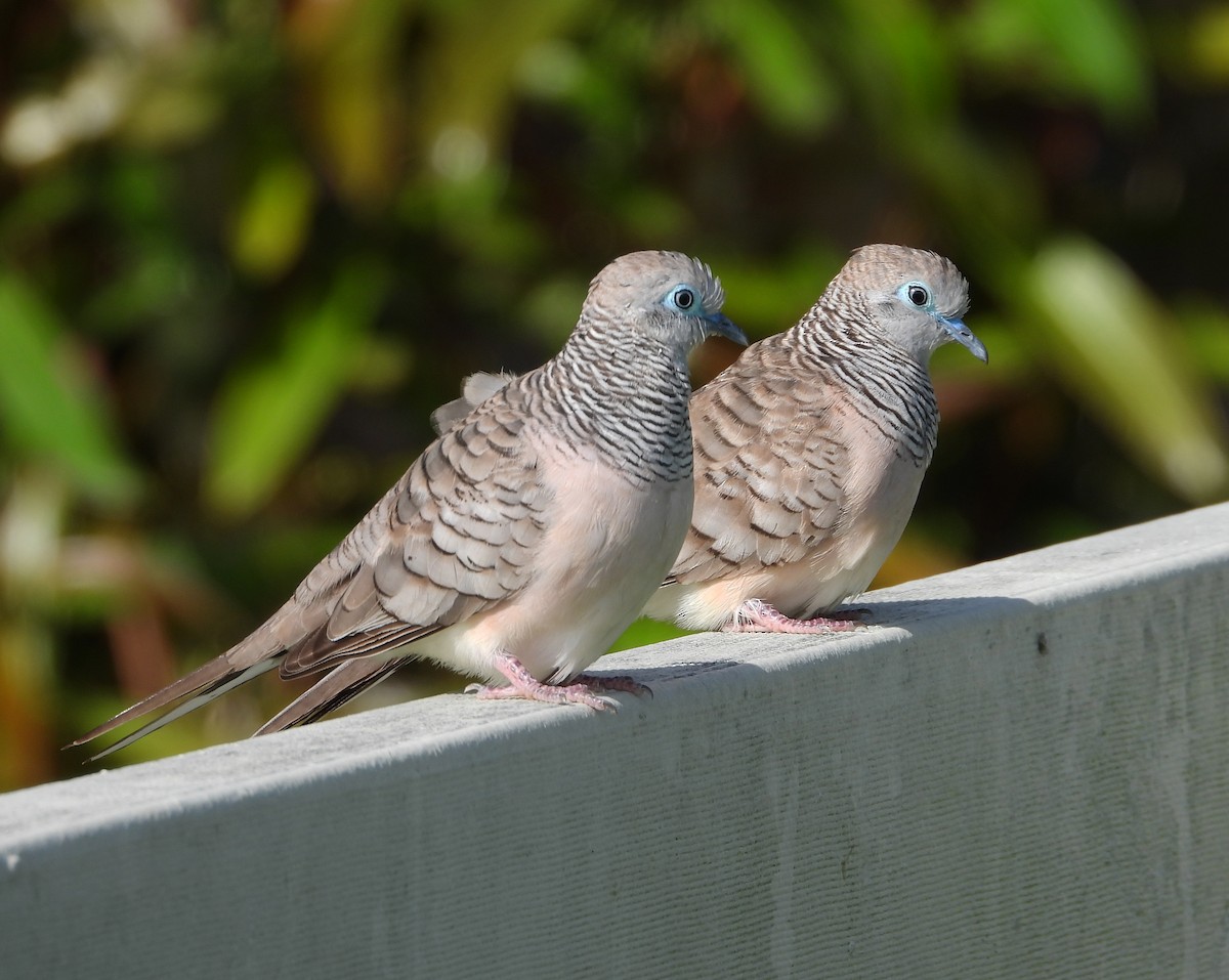 Peaceful Dove - ML611278420