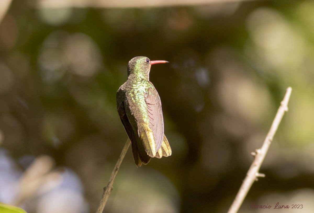 Gilded Hummingbird - ML611278455