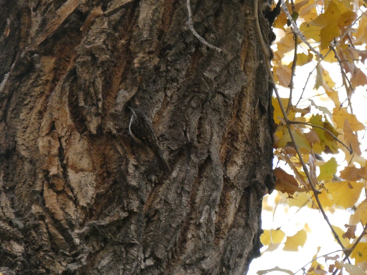 Brown Creeper - ML611278459