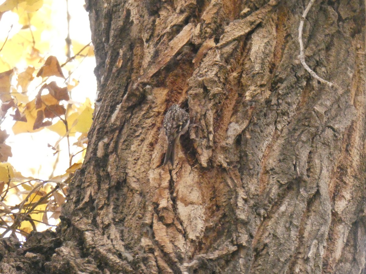 Brown Creeper - ML611278461