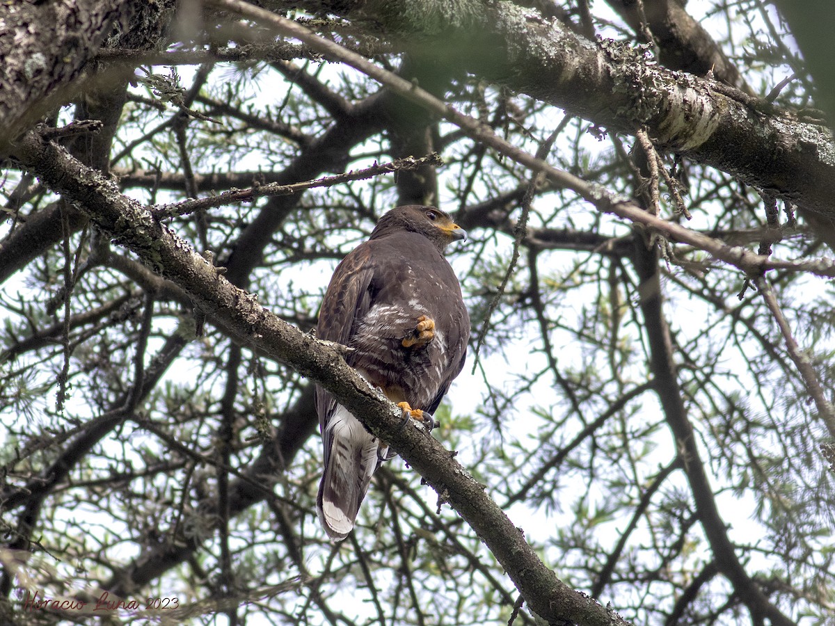 Harris's Hawk - ML611278469