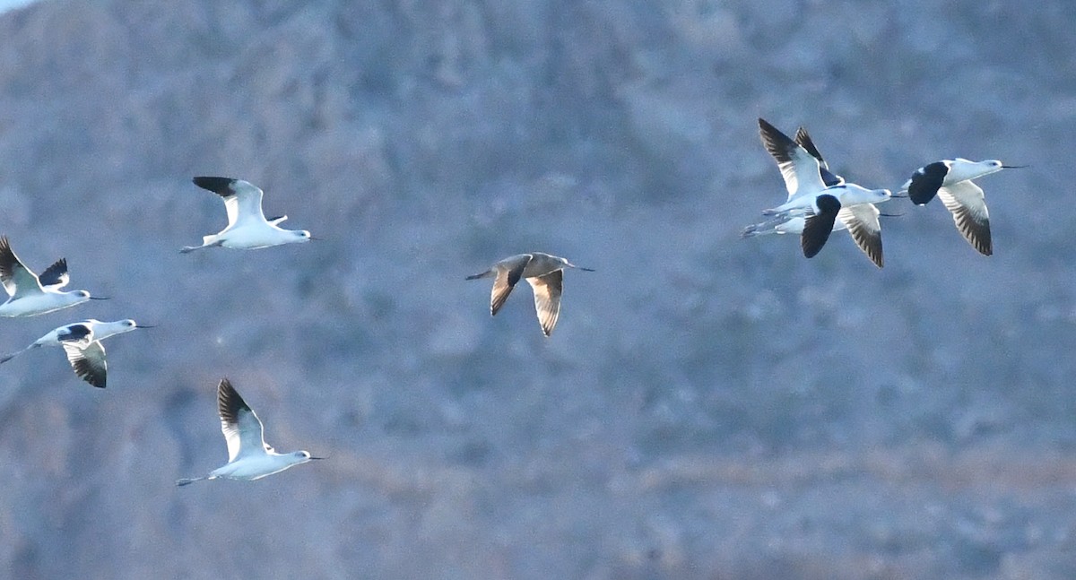 Marbled Godwit - ML611278470