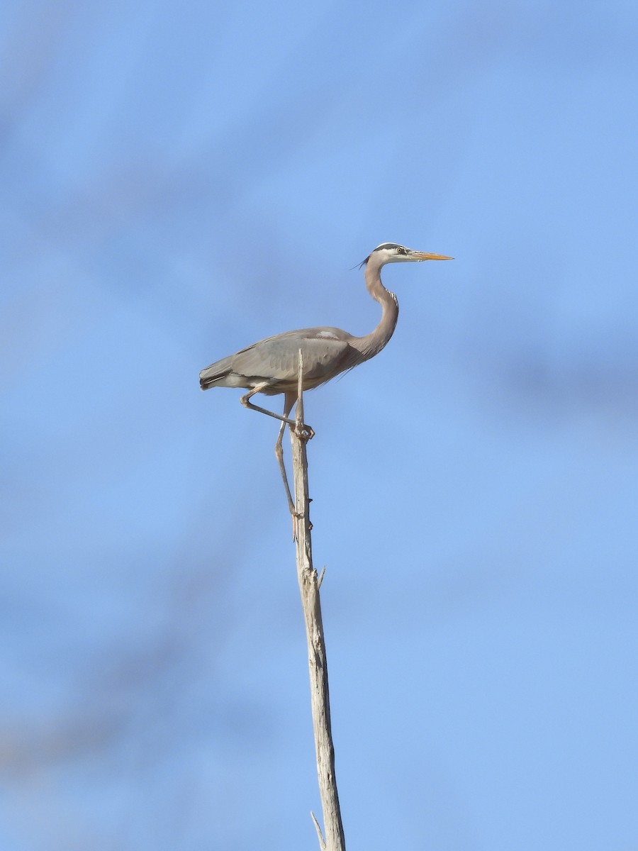 Great Blue Heron - ML611278473