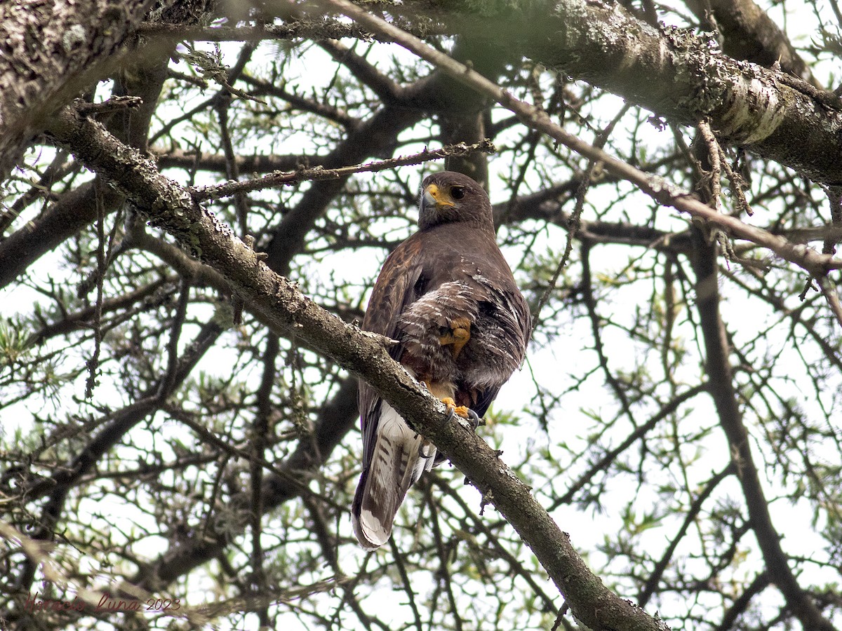 Harris's Hawk - ML611278494