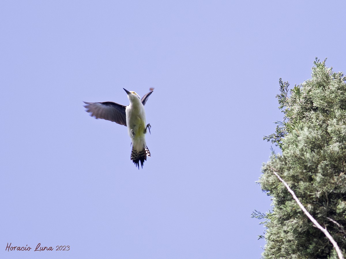 White Woodpecker - ML611278525