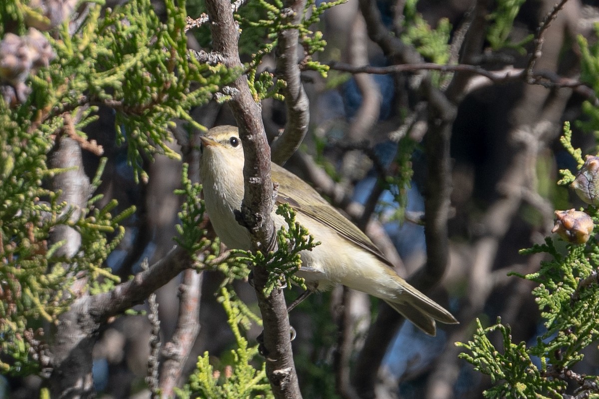 Willow Warbler/Common Chiffchaff - ML611278567