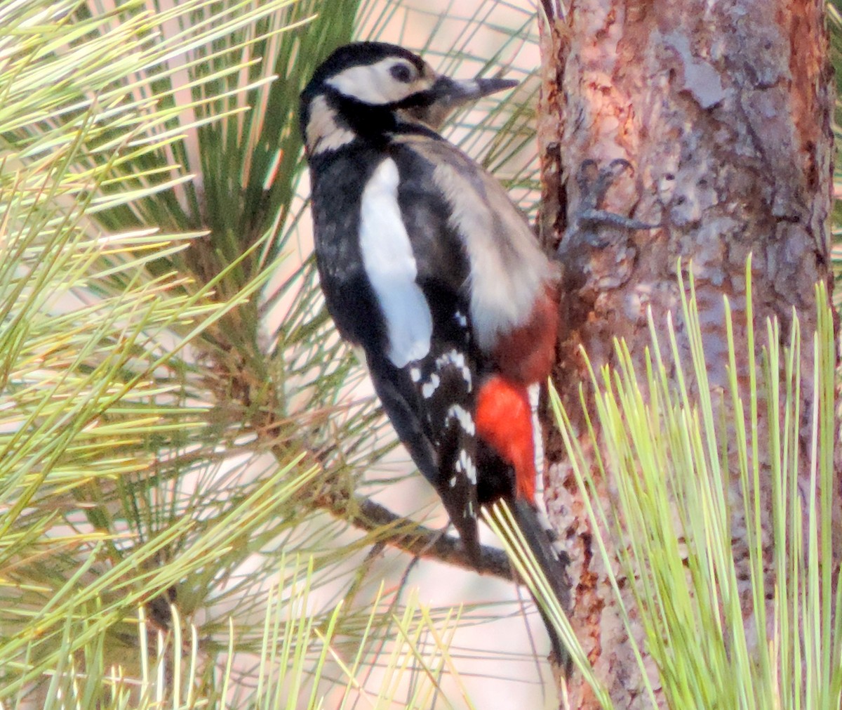 Great Spotted Woodpecker - ML611278576