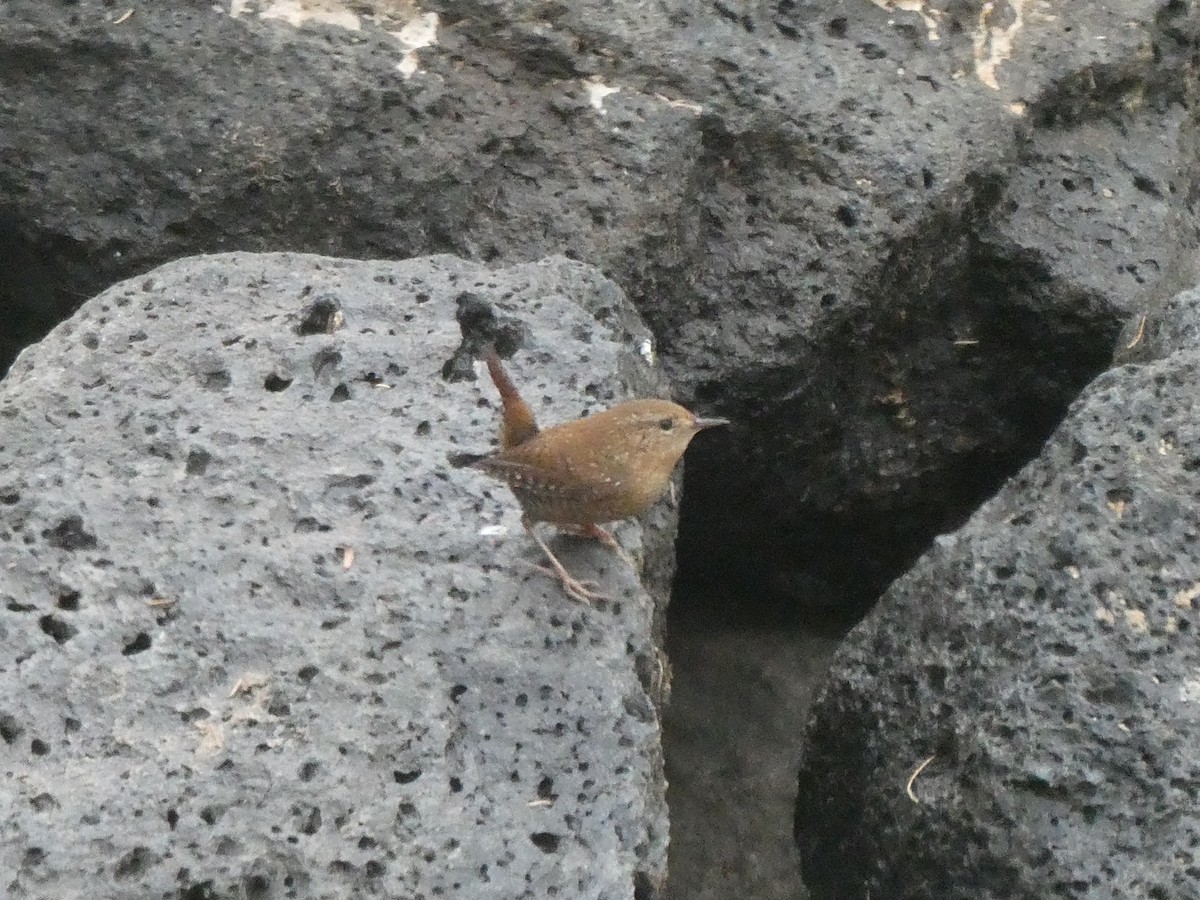 Winter Wren - ML611278595