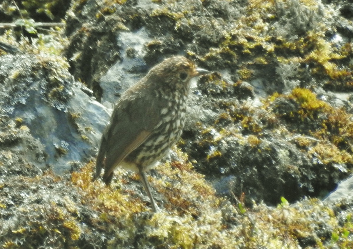 Stripe-headed Antpitta - ML611278653