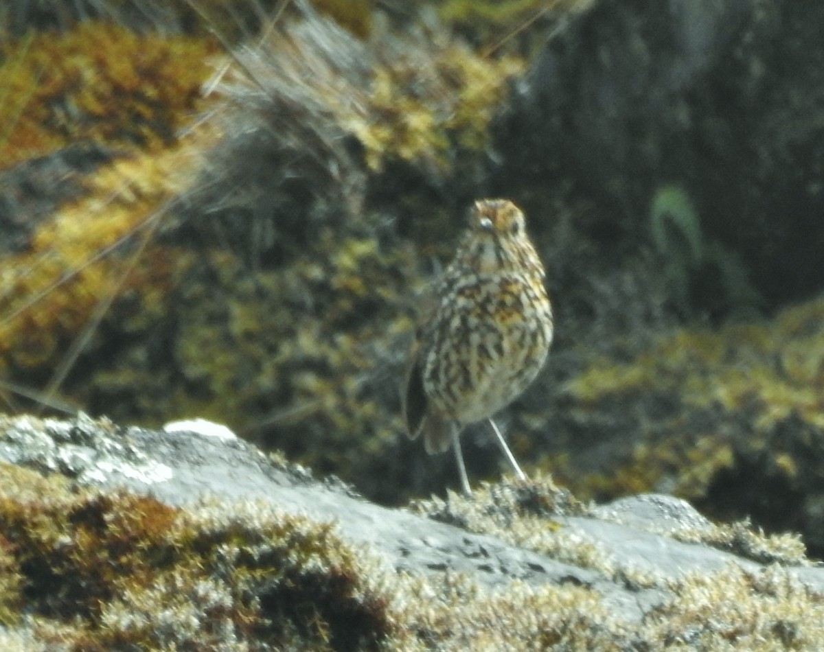 Stripe-headed Antpitta - ML611278654