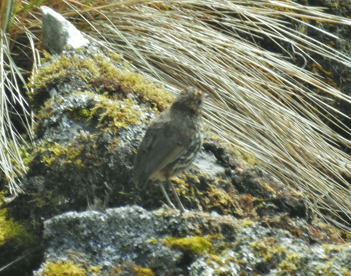 Stripe-headed Antpitta - ML611278655