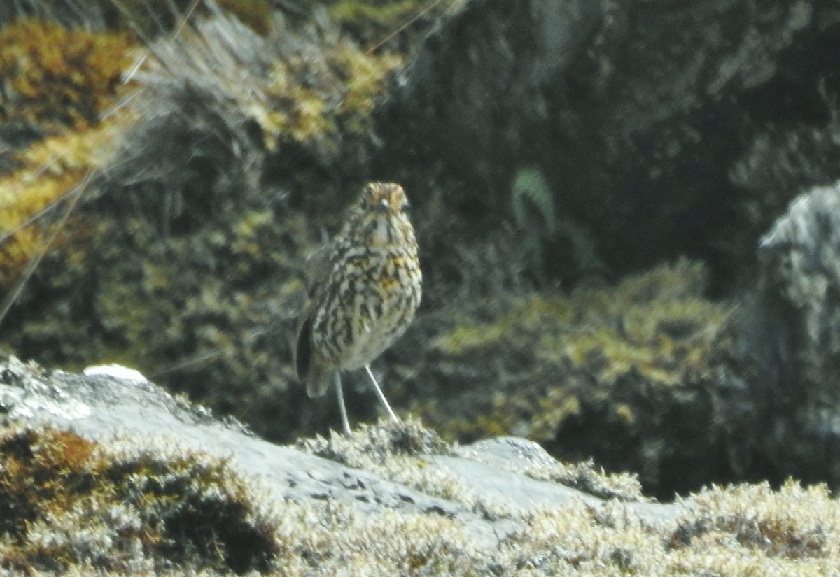 Stripe-headed Antpitta - ML611278656