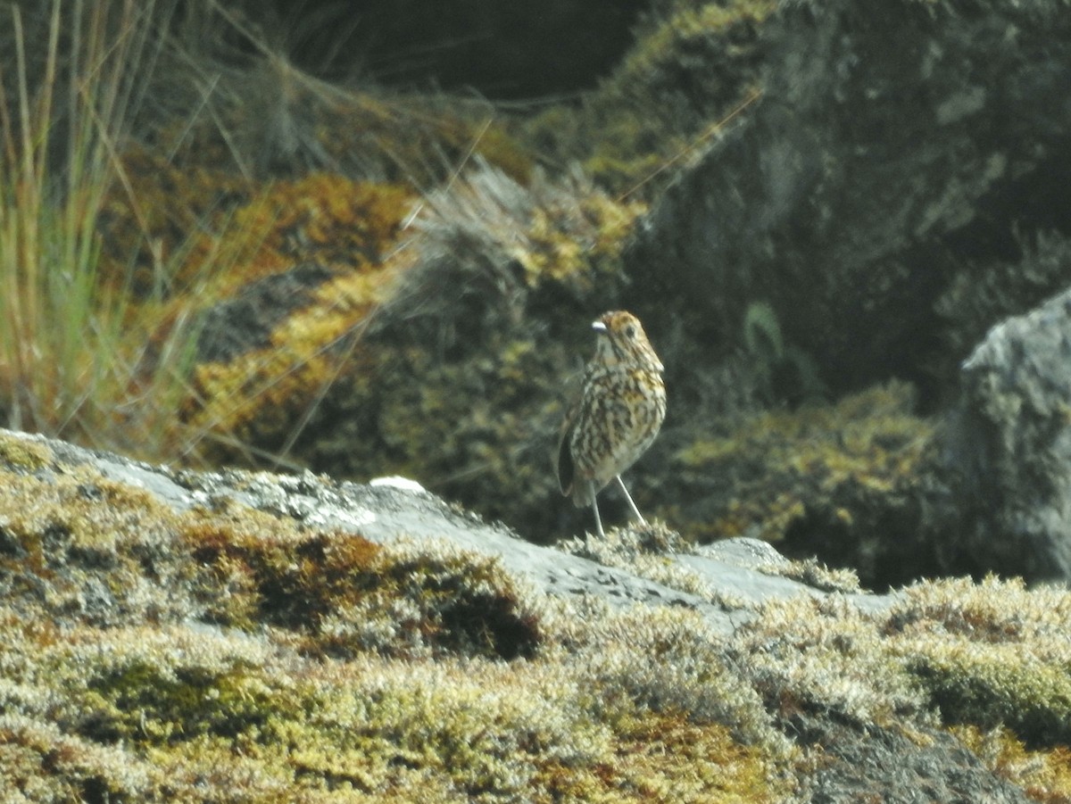 Stripe-headed Antpitta - ML611278658