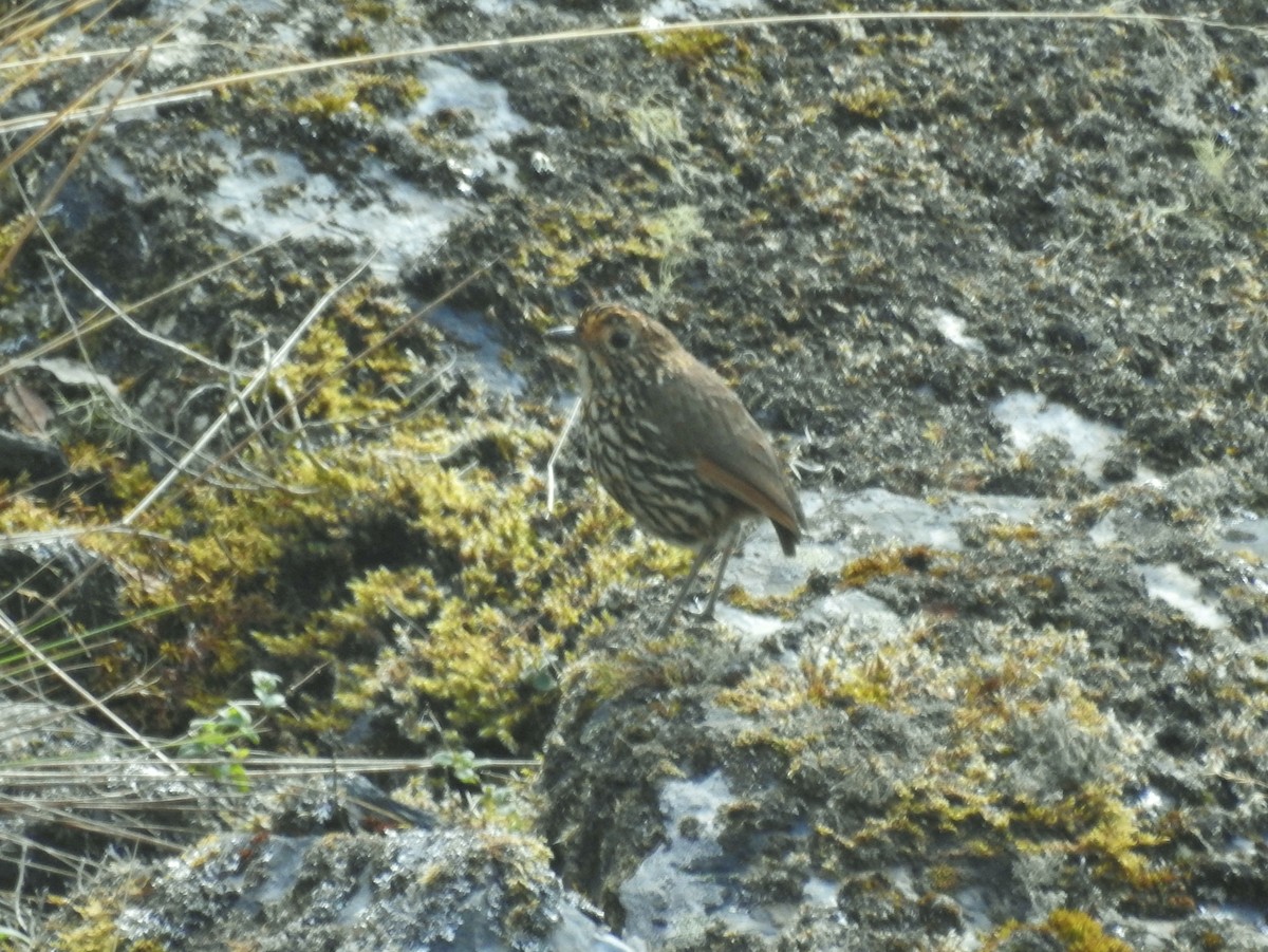 Stripe-headed Antpitta - ML611278659