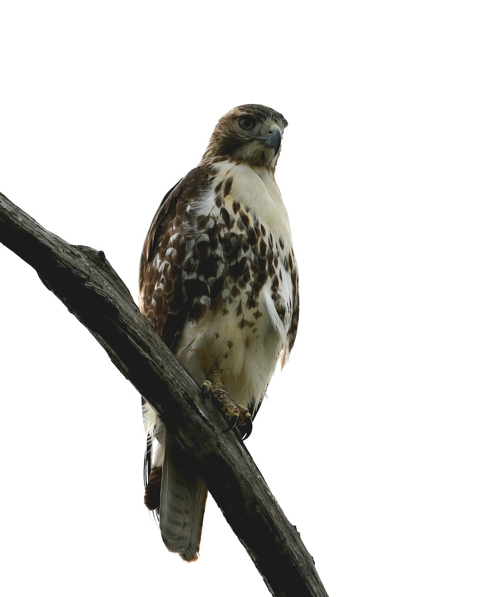 Red-tailed Hawk - ML611278694